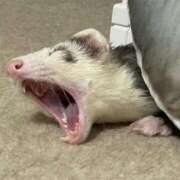 ヒメ日記 2025/04/21 12:50 投稿 ゆき 11チャンネル