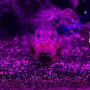 ゆき 🌟コスプレ指定🌟 11チャンネル