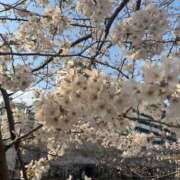 ヒメ日記 2025/04/09 08:26 投稿 みおん 東京妻next (京都グループ)