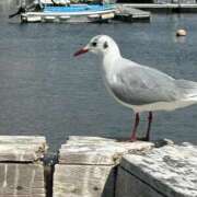 ヒメ日記 2025/02/20 16:40 投稿 橘ゆうこ HANABI(福富町)
