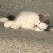 ヒメ日記 2025/05/02 16:33 投稿 橘ゆうこ HANABI(福富町)