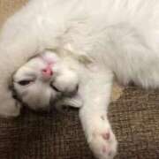 ヒメ日記 2025/10/02 16:59 投稿 橘ゆうこ HANABI(福富町)