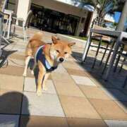 ヒメ日記 2026/01/20 16:47 投稿 橘ゆうこ HANABI(福富町)