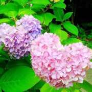 ヒメ日記 2025/06/13 12:15 投稿 よしこ 神戸人妻花壇