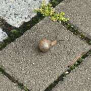 ヒメ日記 2025/05/19 10:33 投稿 よしこ 阪神人妻花壇