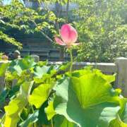 ヒメ日記 2026/07/08 14:19 投稿 よしこ 阪神人妻花壇