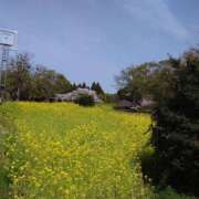 ヒメ日記 2025/04/21 10:37 投稿 あきら 成田人妻花壇