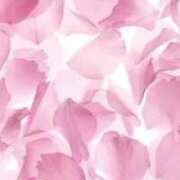 ヒメ日記 2025/03/24 16:09 投稿 しま 奥様鉄道69 岡山店