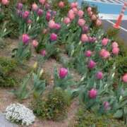 ヒメ日記 2025/04/01 15:39 投稿 しま 奥様鉄道69 岡山店