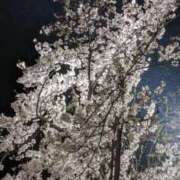 ヒメ日記 2025/04/08 00:49 投稿 しま 奥様鉄道69 岡山店