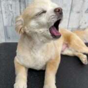 ヒメ日記 2025/05/19 00:59 投稿 しま 奥様鉄道69 岡山店