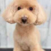 ヒメ日記 2025/05/20 02:09 投稿 しま 奥様鉄道69 岡山店