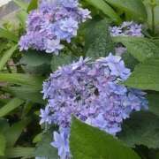 ヒメ日記 2025/06/13 11:29 投稿 しま 奥様鉄道69 岡山店