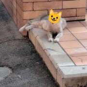 ヒメ日記 2025/07/14 02:39 投稿 しま 奥様鉄道69 岡山店