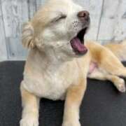 ヒメ日記 2025/09/21 02:39 投稿 しま 奥様鉄道69 岡山店