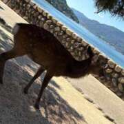 ヒメ日記 2024/12/31 11:37 投稿 うさぎ エデンR