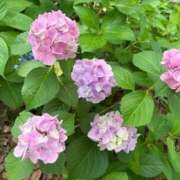 ヒメ日記 2025/06/13 18:57 投稿 うさぎ エデンR