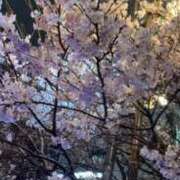 ヒメ日記 2026/03/25 23:29 投稿 うさぎ エデンR