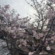 ヒメ日記 2026/04/01 22:09 投稿 うさぎ エデンR