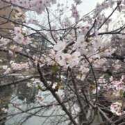 ヒメ日記 2026/04/14 21:29 投稿 うさぎ エデンR