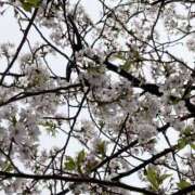 ヒメ日記 2026/04/12 04:38 投稿 かおるこ 品川ミセスアロマ（ユメオト）