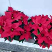 ヒメ日記 2024/12/16 08:46 投稿 のん 多恋人