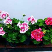 ヒメ日記 2025/04/28 08:46 投稿 のん 多恋人