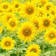 ヒメ日記 2025/07/26 23:51 投稿 明美(あけみ) 高知デリヘル倶楽部 人妻熟女専門店