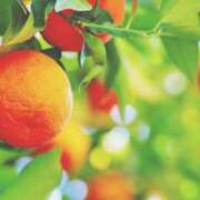 ヒメ日記 2025/12/22 01:13 投稿 明美(あけみ) 高知デリヘル倶楽部 人妻熟女専門店