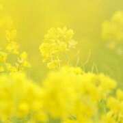 ヒメ日記 2026/04/29 03:20 投稿 明美(あけみ) 高知デリヘル倶楽部 人妻熟女専門店