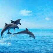 ヒメ日記 2025/08/09 01:17 投稿 恵利華(えりか) 高知デリヘル倶楽部 人妻熟女専門店