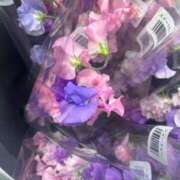 ヒメ日記 2026/01/28 07:31 投稿 風遊(ふゆ) 高知デリヘル倶楽部 人妻熟女専門店