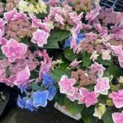 ヒメ日記 2025/05/13 15:46 投稿 ひなの 横浜駅前M性感rooM