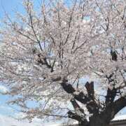 ヒメ日記 2025/03/29 15:15 投稿 あんな SUZUME