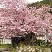 ゆう 河津桜原木物語🌸 おいしい奥様