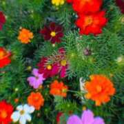 ヒメ日記 2025/10/30 12:05 投稿 美帆 おいしい奥様