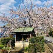 ヒメ日記 2025/04/09 15:29 投稿 みなみ おいしい奥様