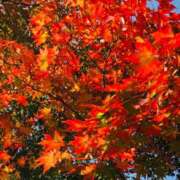 ヒメ日記 2025/11/23 06:38 投稿 このは おいしい奥様