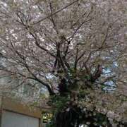 ヒメ日記 2026/04/06 18:21 投稿 ひな おいしい奥様