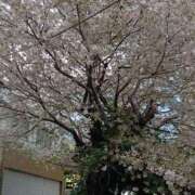 ヒメ日記 2026/04/06 18:26 投稿 ひな おいしい奥様