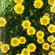 ヒメ日記 2025/05/05 10:34 投稿 よう 奥様の実話 なんば店