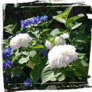 ヒメ日記 2025/06/09 07:08 投稿 よう 奥様の実話 なんば店