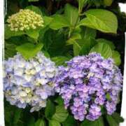 ヒメ日記 2025/06/12 06:10 投稿 よう 奥様の実話 なんば店