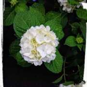 ヒメ日記 2025/06/23 07:06 投稿 よう 奥様の実話 なんば店