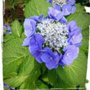 ヒメ日記 2025/06/26 06:18 投稿 よう 奥様の実話 なんば店