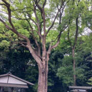 ヒメ日記 2025/06/05 11:55 投稿 うの 性腺熟女100％（デリヘル市場）