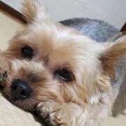 ヒメ日記 2025/02/06 13:26 投稿 心愛(ここあ) BAD COMPANY（バッドカンパニー）