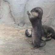 ヒメ日記 2025/04/21 00:43 投稿 心愛(ここあ) BAD COMPANY（バッドカンパニー）