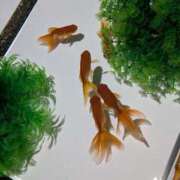 心愛(ここあ) お仕事納め情報 BAD COMPANY（バッドカンパニー）