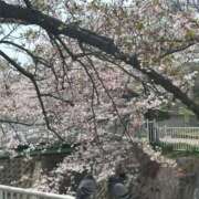 ヒメ日記 2025/04/17 09:02 投稿 すずか スピードエコ難波店